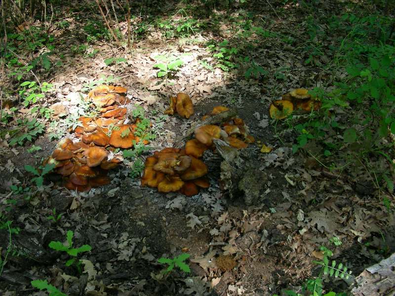 2) Fotografati  il 16.06.2012.sotto Quercia